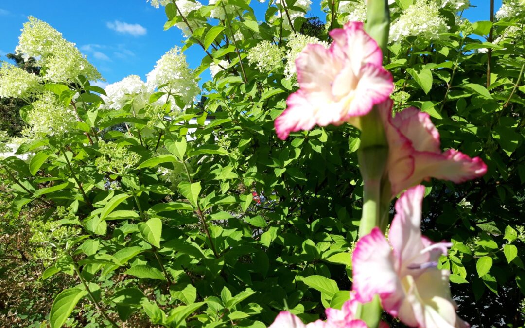 Gladiolukset kukkivat Viitakodin pihalla